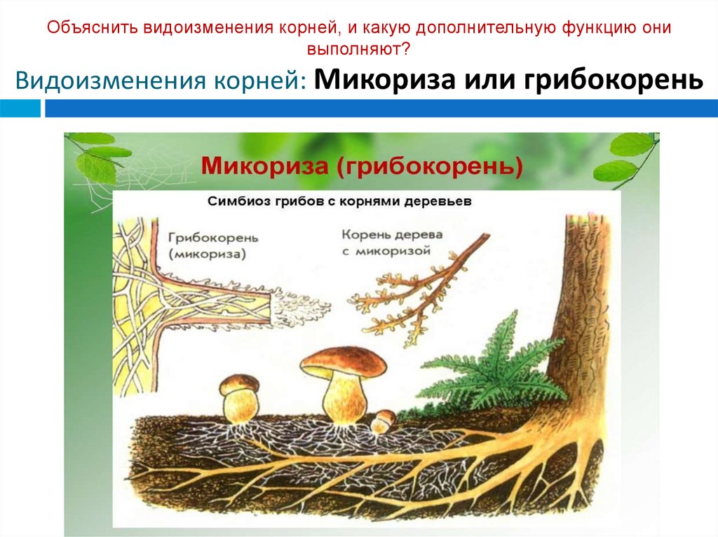 Шляпочные грибы водоросли. Шляпочные грибы микориза. Микориза мутуализм. Микориза с грибами-симбионтами. Мутуализм грибокорень.