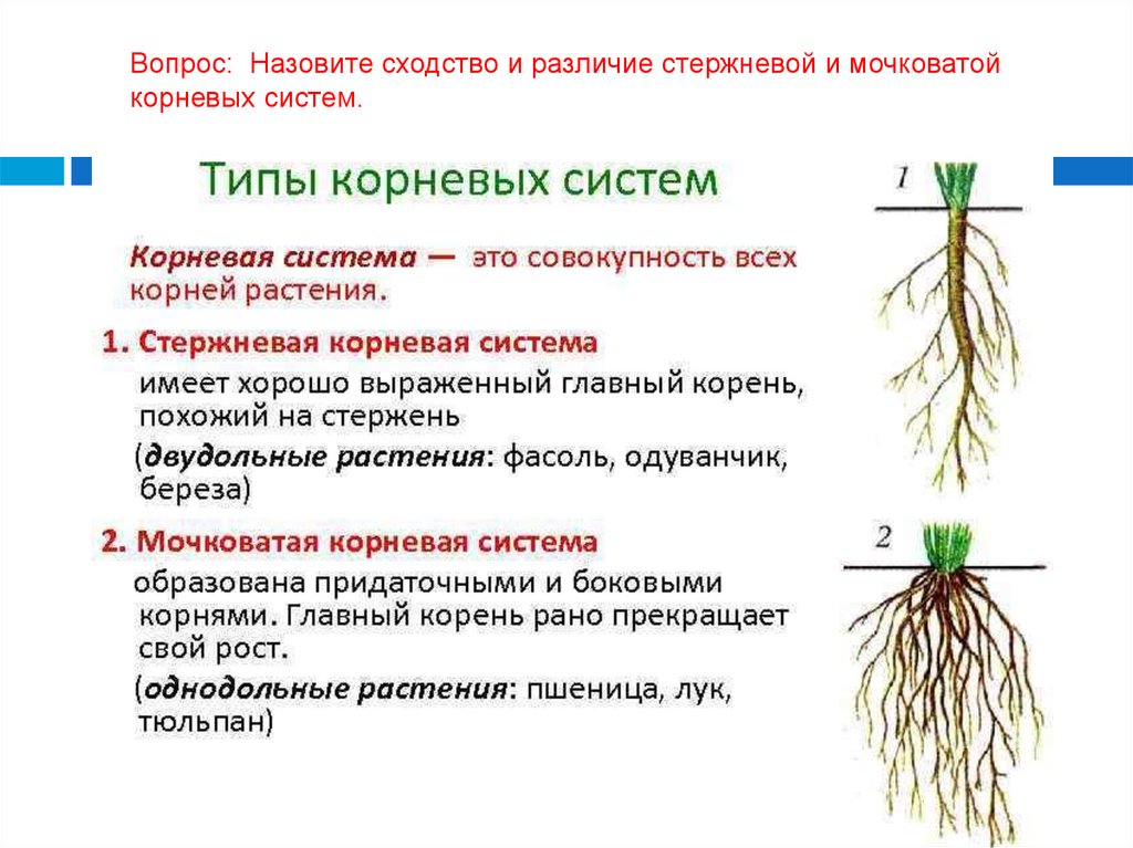 У двудольных растений мочковатая корневая система. Мочковатая корневая система. Строение мочковатой корневой системы. Функции корневой системы. Схимы мочковатоя система.