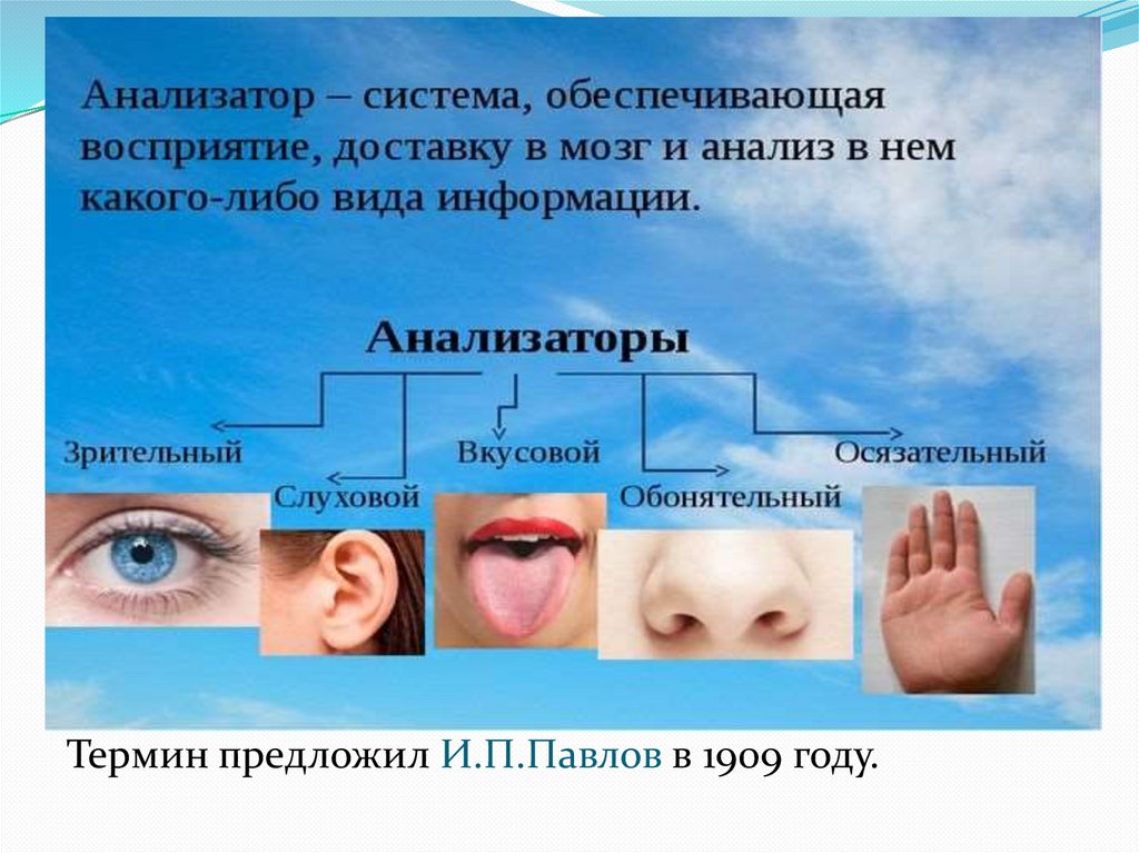 Органы анализаторы человека. Анализаторы человека. Органы чувств человека анализаторы. Биология тема анализаторы. Органы чувств анализаторы 8 класс.