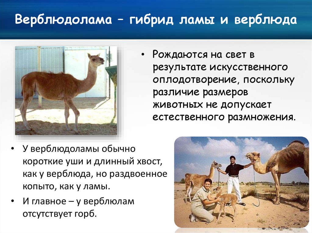 Верблюдолама – гибрид ламы и верблюда. Лама и верблюд сравнение. Лама и верблюд родственники. Селекция животных картинки.