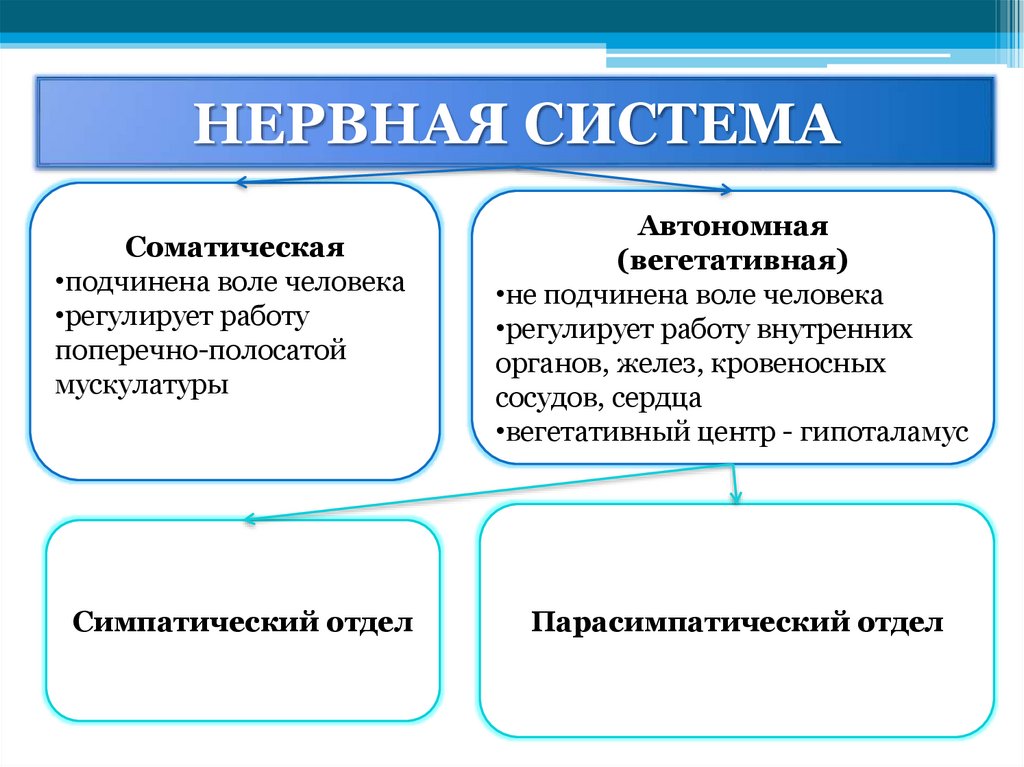 Автономный отдел нервной системы