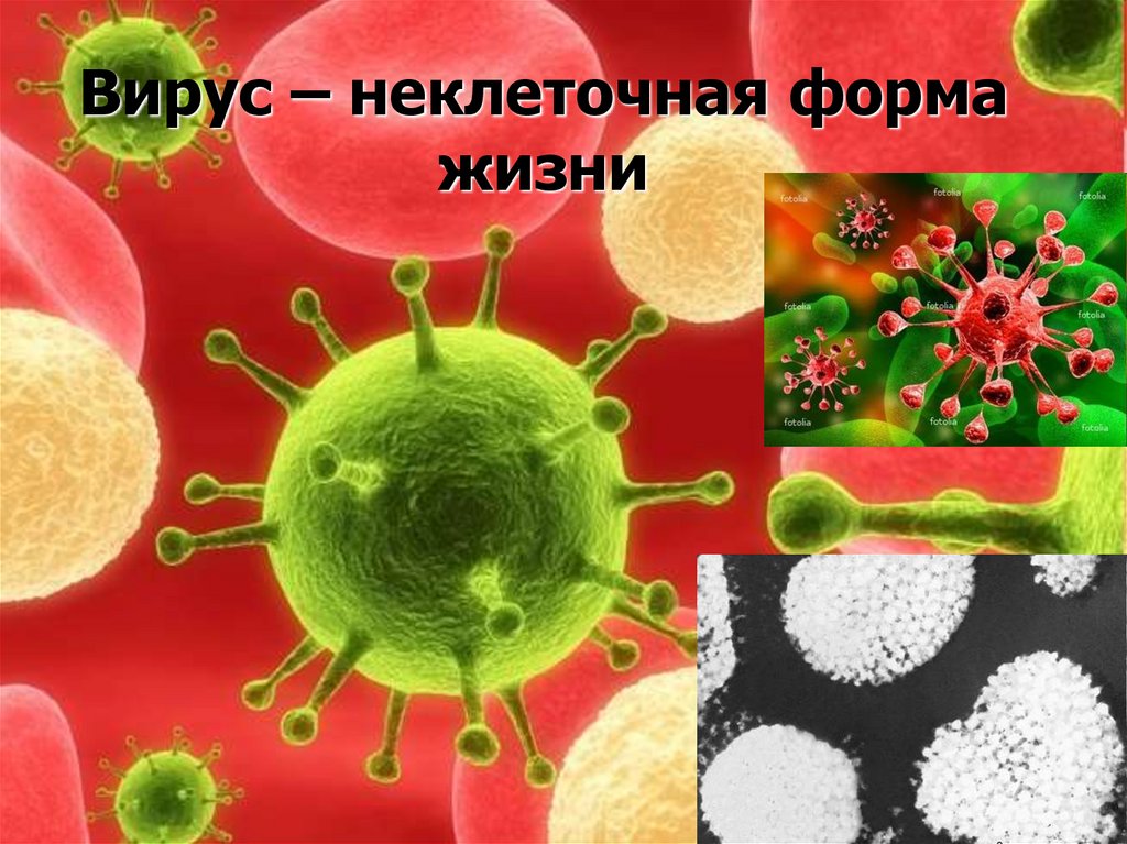 Неклеточное строение вирусов. Вирусы неклеточные формы жизни. Биология неклеточные формы жизни вирусы. Вирусы 5 класс. Бактерии это неклеточная форма жизни.