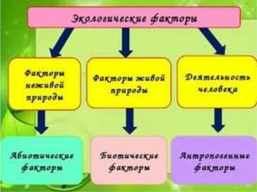 Факторы неживой природы называются. Экологические факторы среды 5 класс биология. Факторы среды 5 класс биология. Экологические факторы факторы неживой природы факторы живой природы. Экологический вектор.