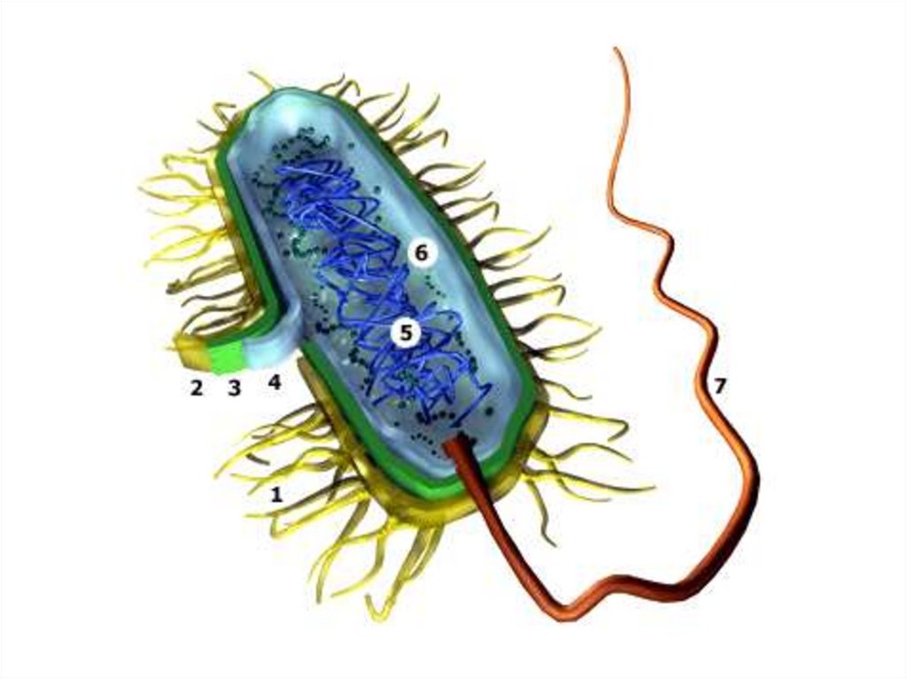 Прокариоты 2 вирусы. Прокариотическая клетка bacteria. Прокариотическая клетка без подписей. Строение бактериальной клетки 7 класс биология. Бактериальная клетка микробиология.