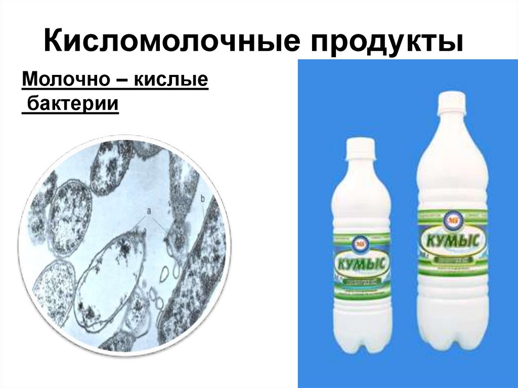 Производство кисломолочных бактерий. Бактерии кисломолочных продуктов. Бактерии в кисломолочных продуктах. Микроорганизмы в кисломолочных продуктах. Микроорганизмы в молочной продукции.
