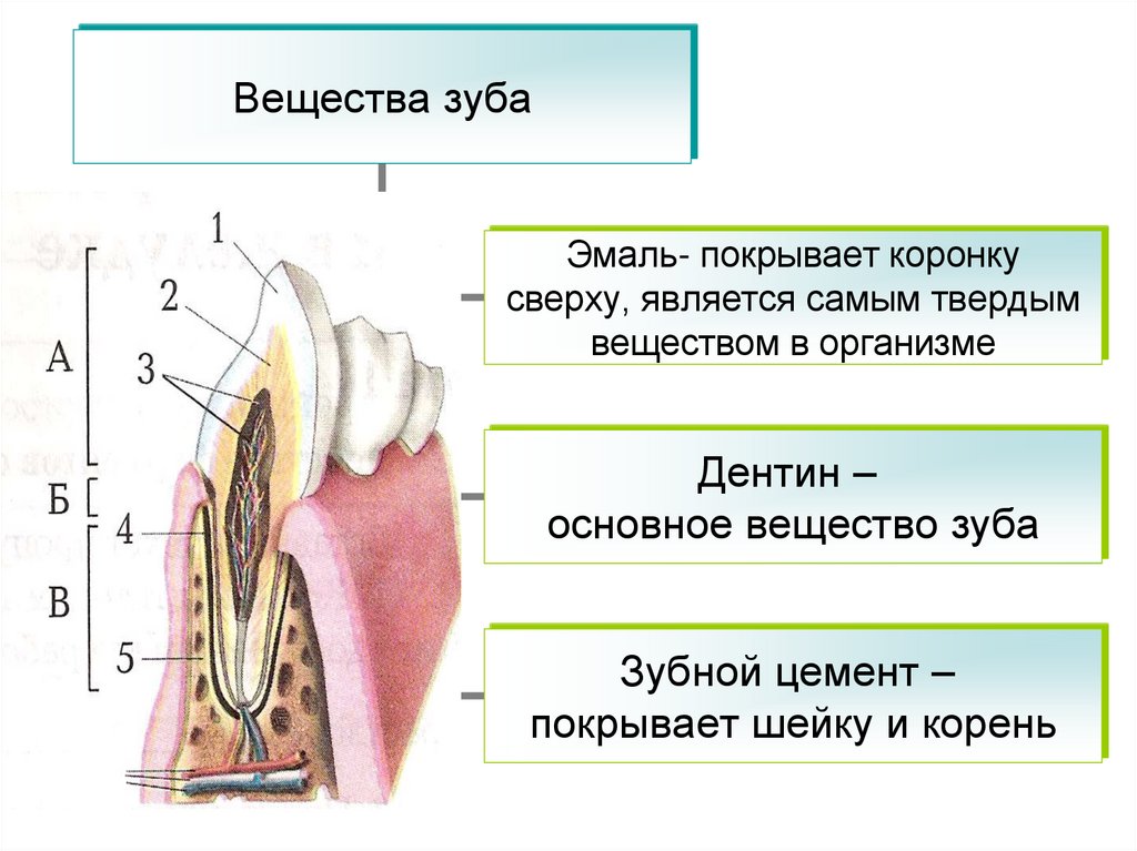 Какую функцию выполняет коронка зуба. Строение зубакоронка жмаль,. Строение зуба эмаль дентин цемент. Строение зуба коронка эмаль. Части цемента корня зуба.