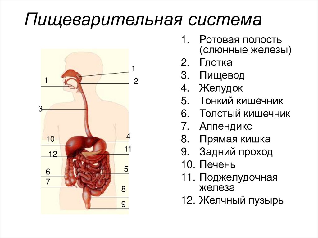 Рот пищевод кишечник