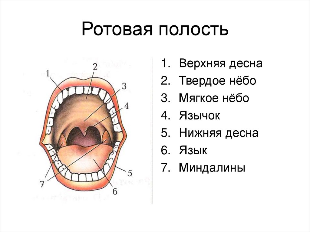 Внутренняя часть рта. Строение ротовой полости человека 8 класс биология. Строение ротовой полости человека анатомия. Строение ротовой полости человека схема. Ротовая полость с зубами биология 8 класс.