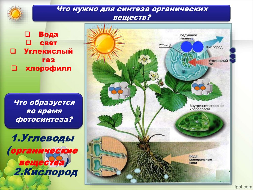 Происходит в корнях растения фотосинтез. Фотосинтез растений 6 класс биология. Питание растений фотосинтез. Воздушное питание растений схема. Органические вещества растений.