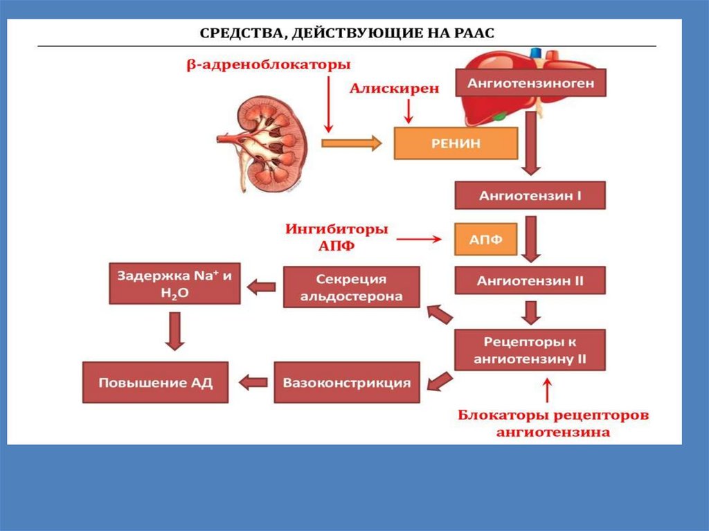 Ренин ангиотензин альдостероновая система физиология схема