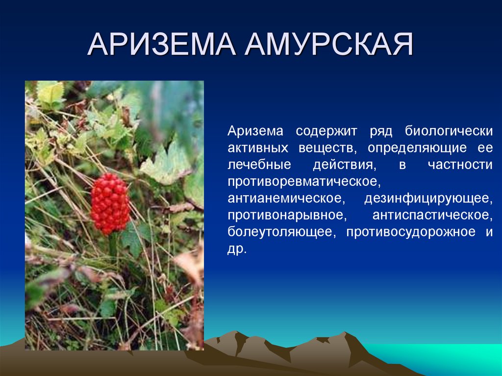 АРИЗЕМА АМУРСКАЯ