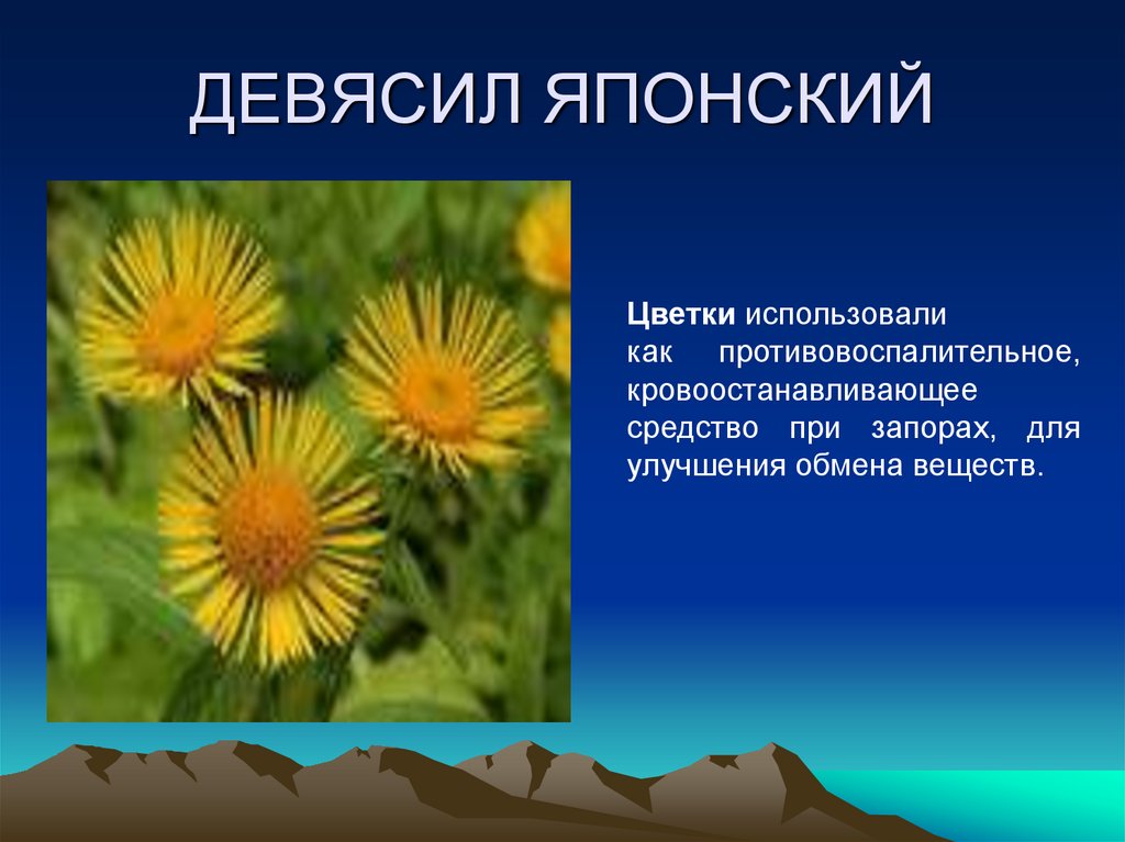 ДЕВЯСИЛ ЯПОНСКИЙ