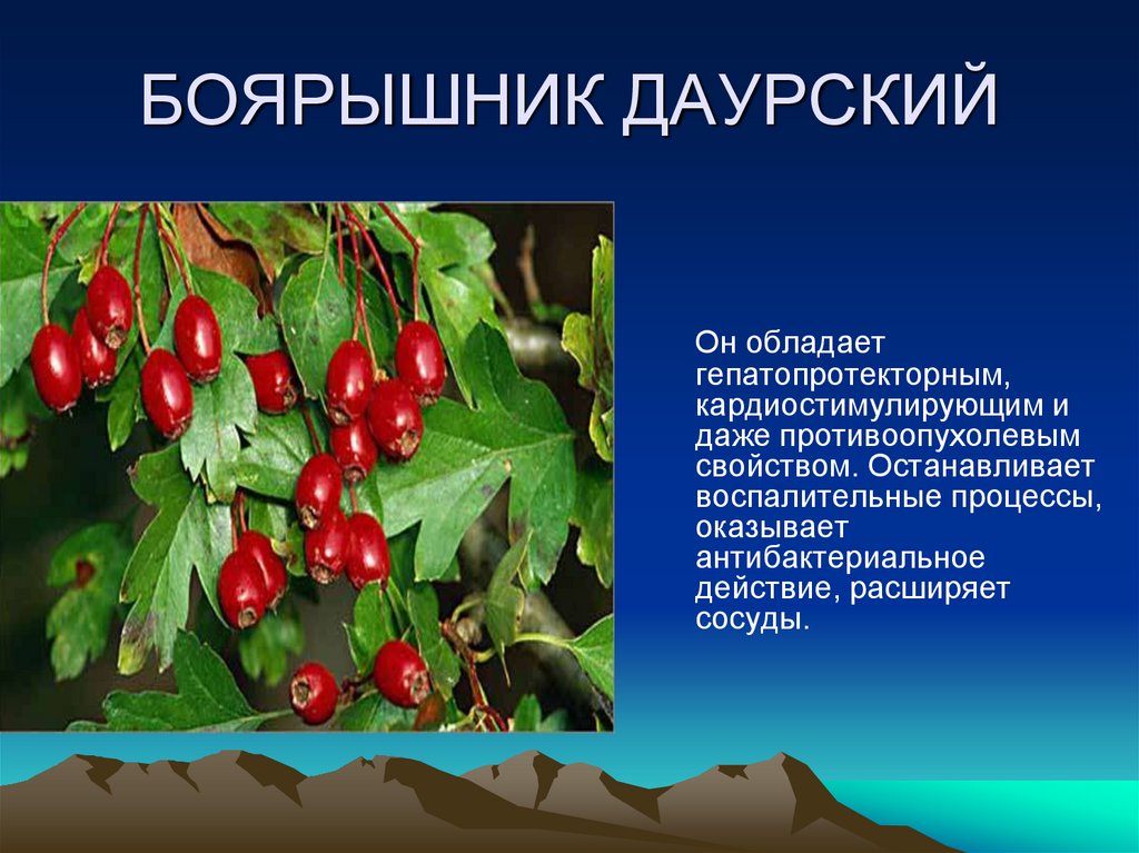 БОЯРЫШНИК ДАУРСКИЙ