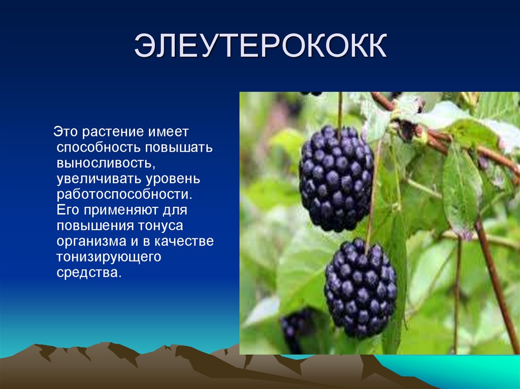 ЭЛЕУТЕРОКОКК