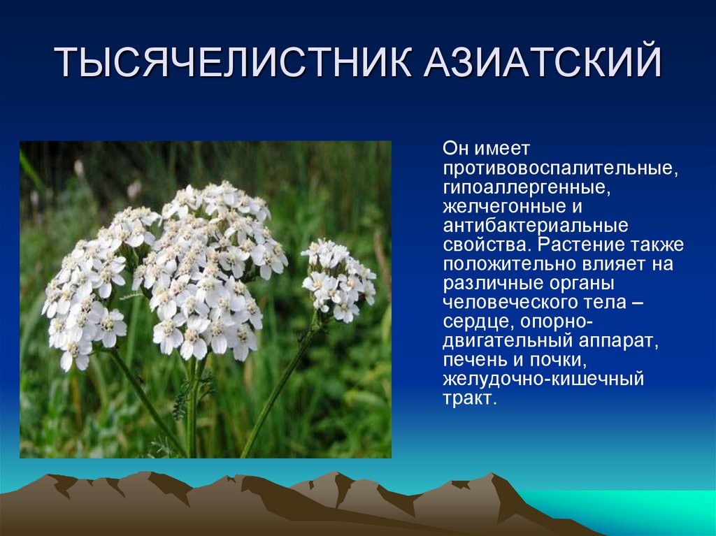 ТЫСЯЧЕЛИСТНИК АЗИАТСКИЙ