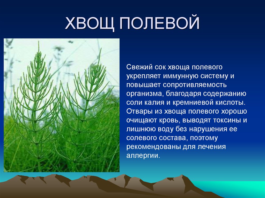 ХВОЩ ПОЛЕВОЙ