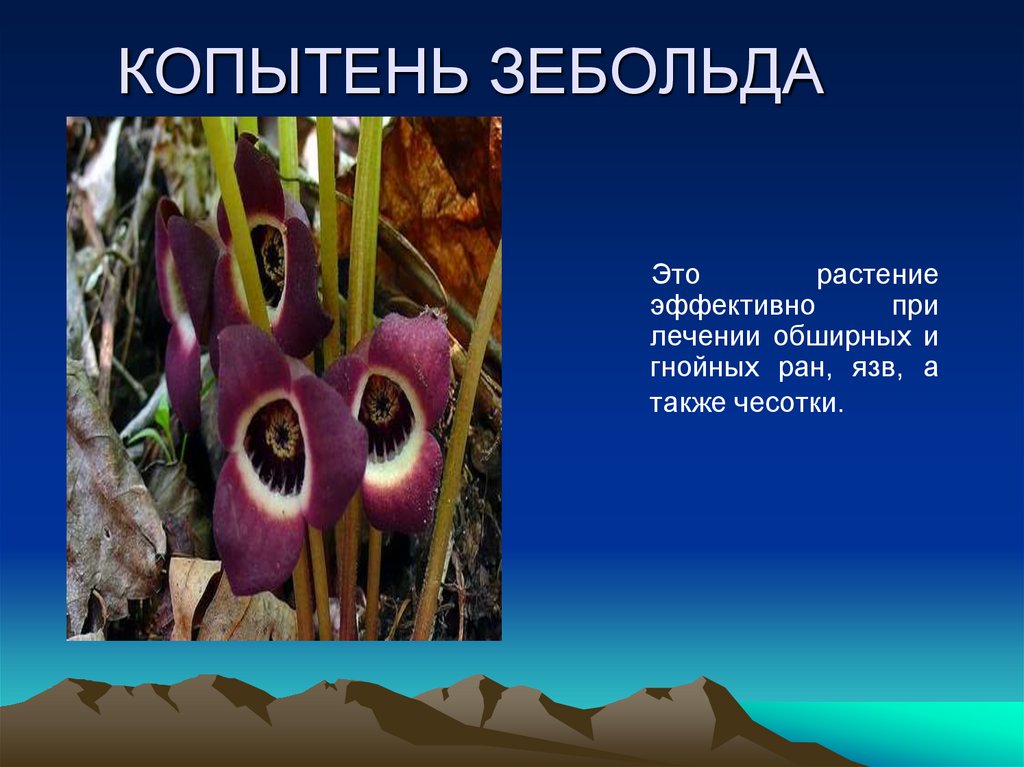 КОПЫТЕНЬ ЗЕБОЛЬДА