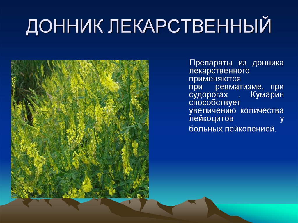 ДОННИК ЛЕКАРСТВЕННЫЙ