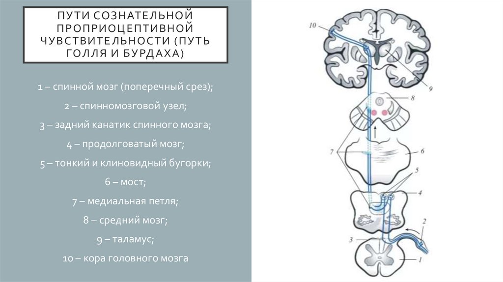 Схема болевой чувствительности