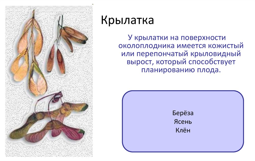 Крылатка растение плода. Крылатка плод клена. Строение Крылатки клена. Крылатка строение плода. Ясень плоды Крылатки.