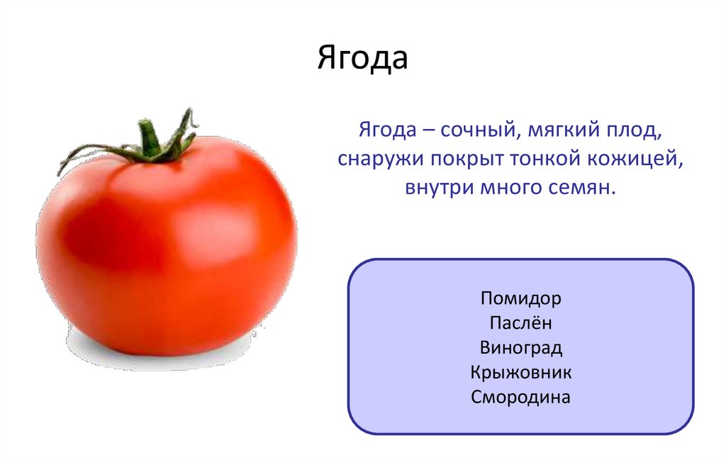 Плод ягода. Плод у растения томат. Сочные плоды ягода. Помидор вид плода.