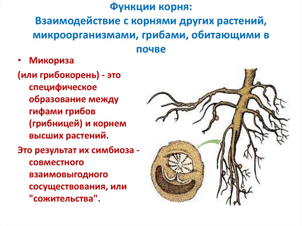 Корни функции определение