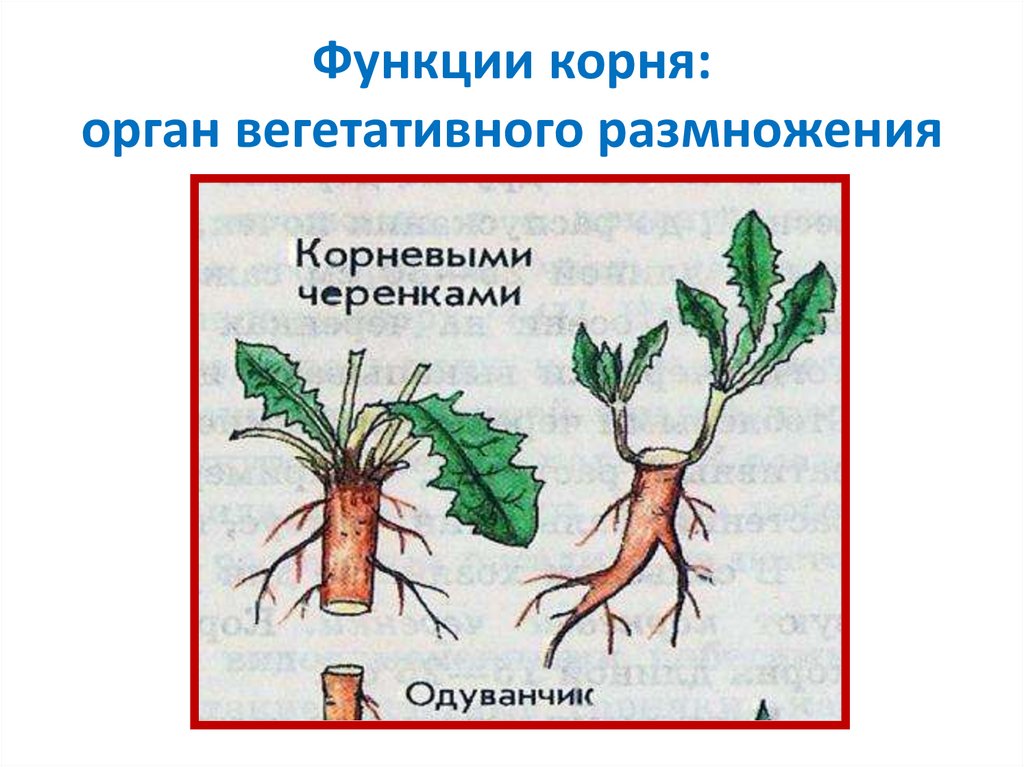 Наличие каких органов у корневища