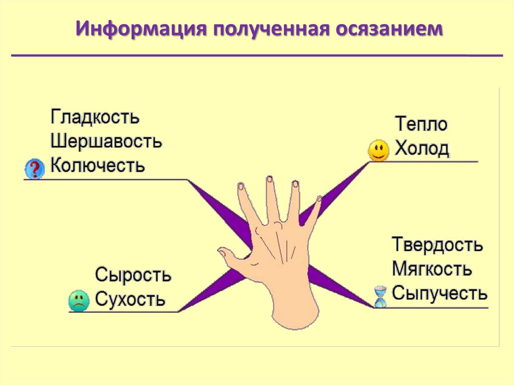 Орган осязания. Презентация на тему осязание. Органы чувств осязание. Функции органа осязания. Кожа орган осязания.