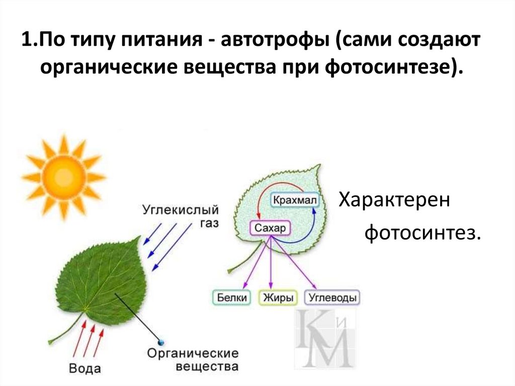 Для образования органических веществ растениям необходима энергия. Цветок признаки и действия. Цветок признаки и действия 1 класс. Рамуляриоз астры симптомы у растений. Признаки растений которые находятся в темноте.