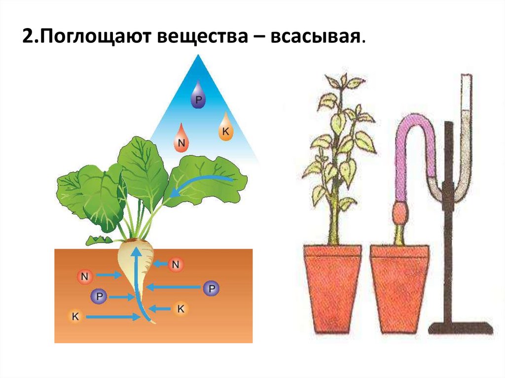 7 общих признаков растений. Общие признаки растений 6 класс тест с ответами.