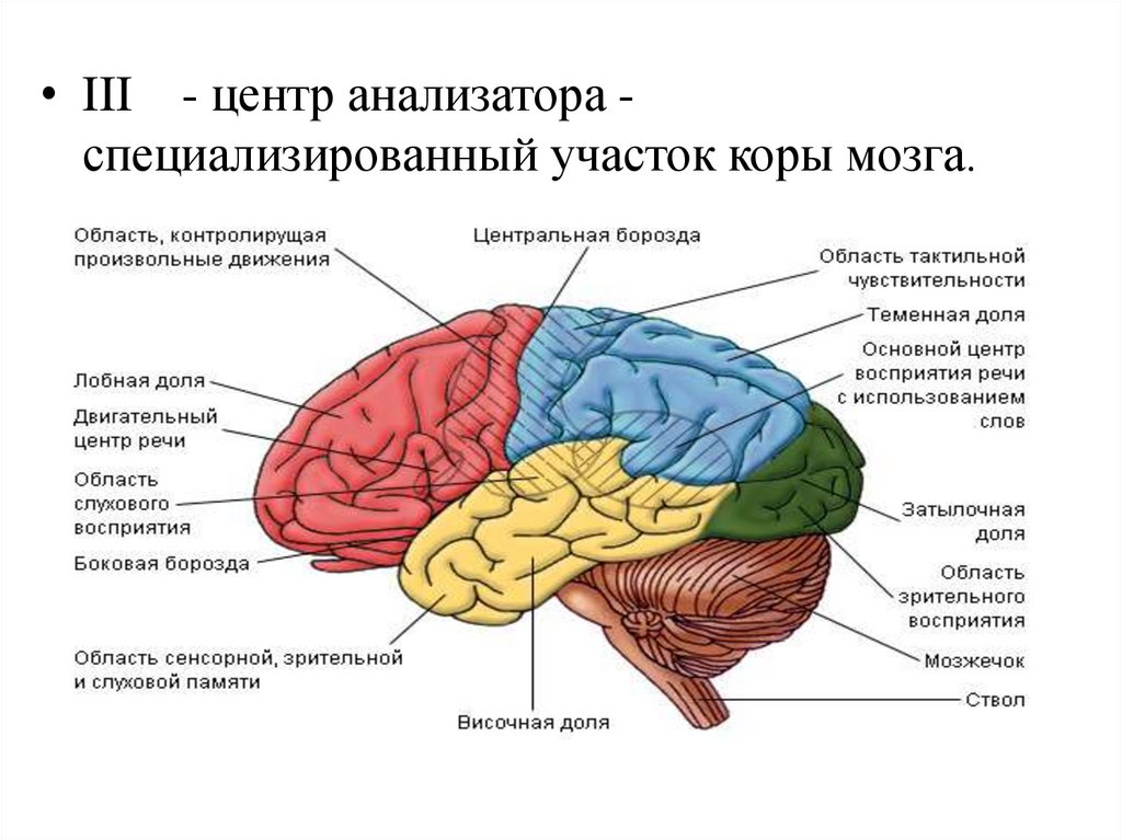 Функциональные зоны мозга