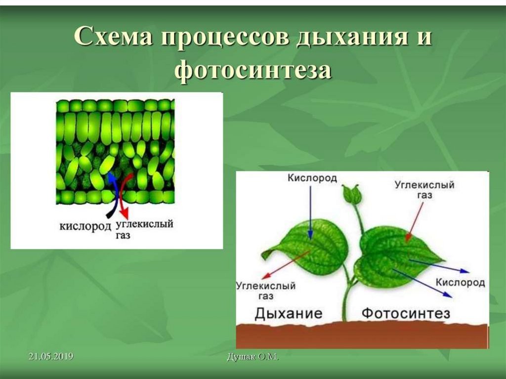 Презентация фотосинтез и дыхание 6 класс