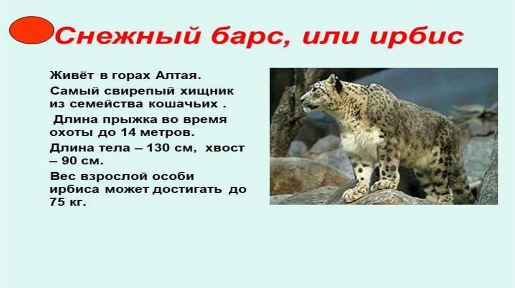 Рысь занесена в красную книгу или нет. Рысь занесена в красную книгу или нет
