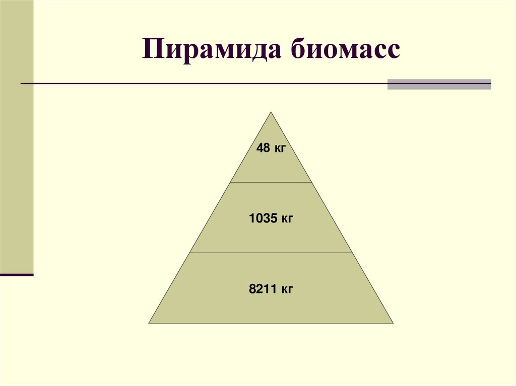 Пирамида биомасс