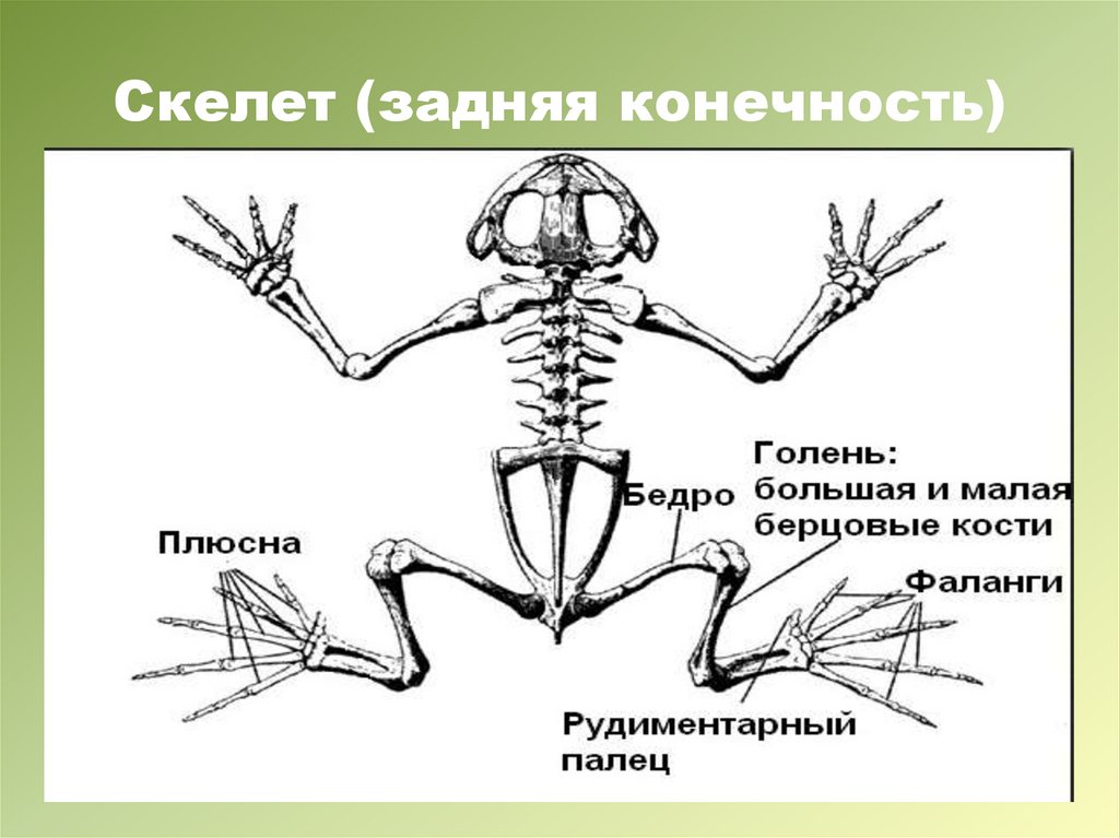 Скелет передних конечностей лягушки. Строение пояса передних и задних конечностей лягушки. Скелет лягушки пояс задних конечностей. Пояс задних конечностей земноводные. Скелет поясов конечностей земноводных.
