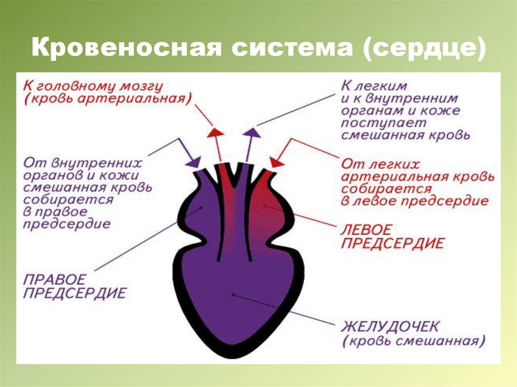 Кровь в сердце у земноводных. Сердце земноводных. Строение сердца земноводных. Строение сердца лягушки. Сердце амфибий.