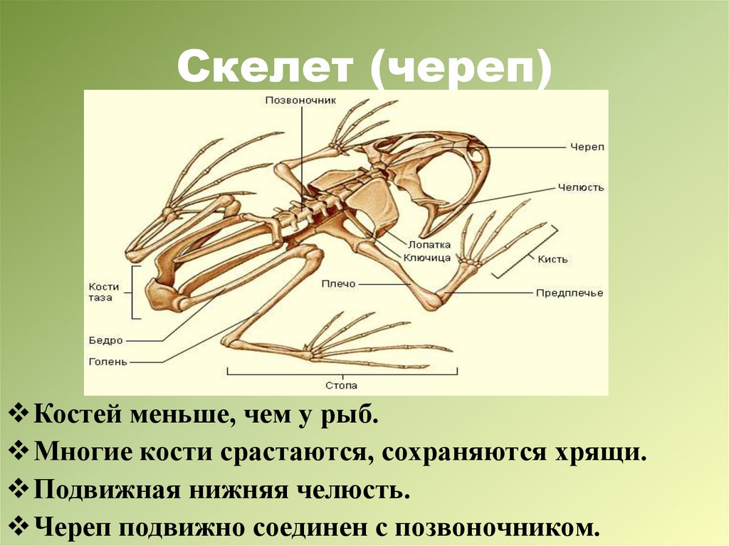 Позвоночник неподвижно соединен с черепом у рыб. Скелет земноводных состоит из. Скелет лягушки. Строение скелета земноводных. Череп подвижно соединён с позвоночником.