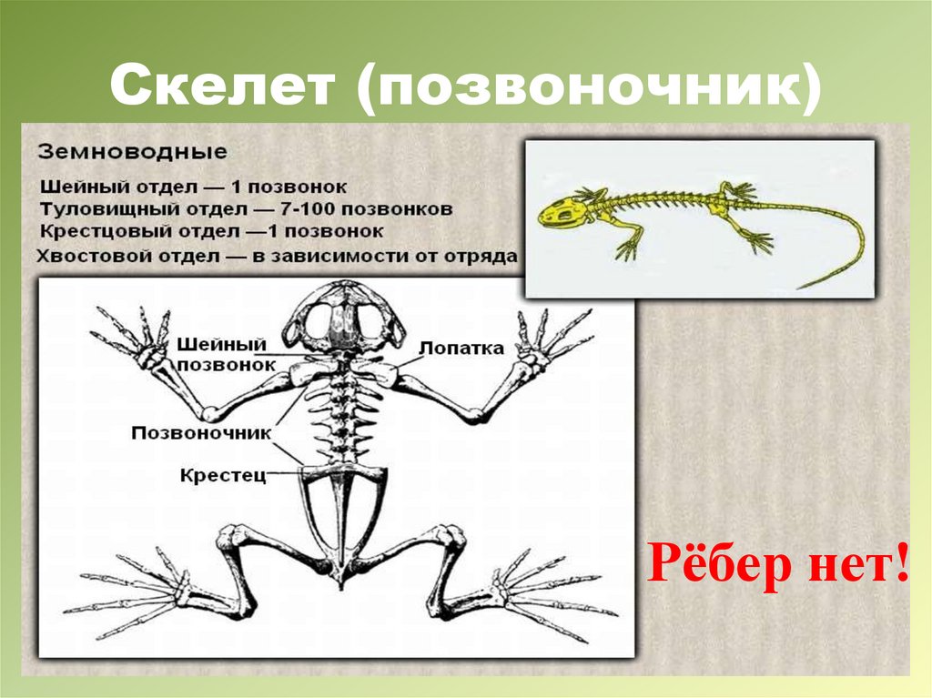 В позвоночнике 2 отдела туловищный и хвостовой. Скелет амфибий отделы позвоночника. Шейный отдел земноводных состоит. Скелет лягушки отделы скелета. Скелет лягушки отделы позвоночника.