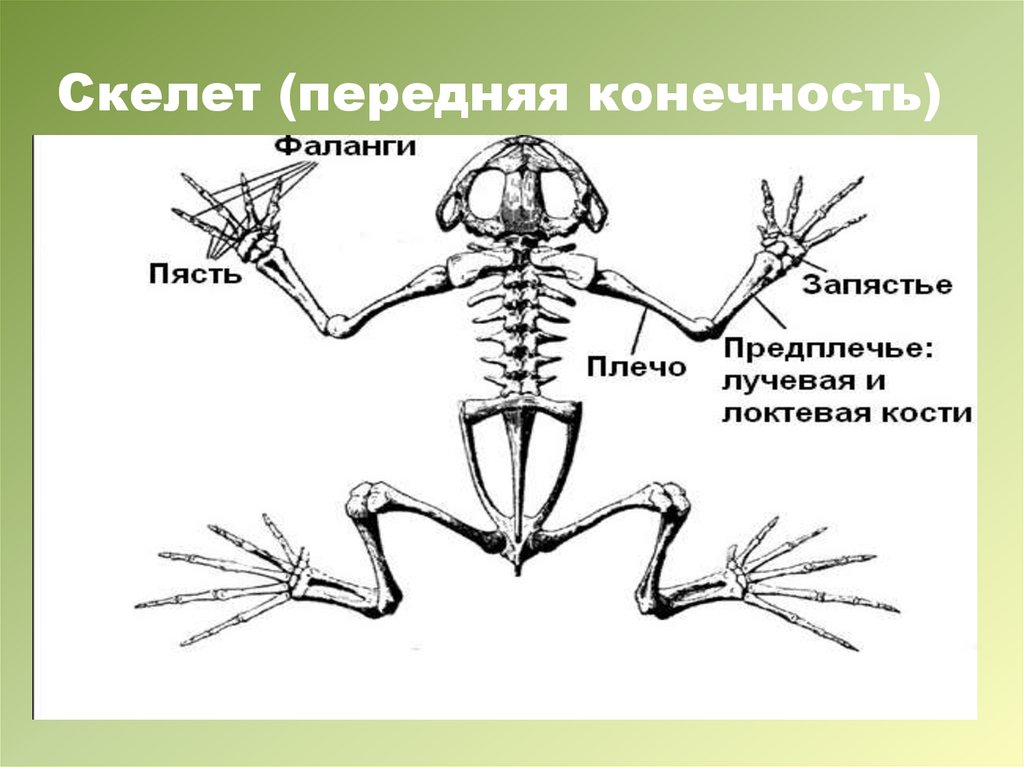 Скелет передних конечностей лягушки. Скелет пояса передних конечностей у земноводных. Передняя конечность лягушки скелет. Скелет пояса верхних конечностей у лягушки. Скелет пояса верхних конечностей земноводных.