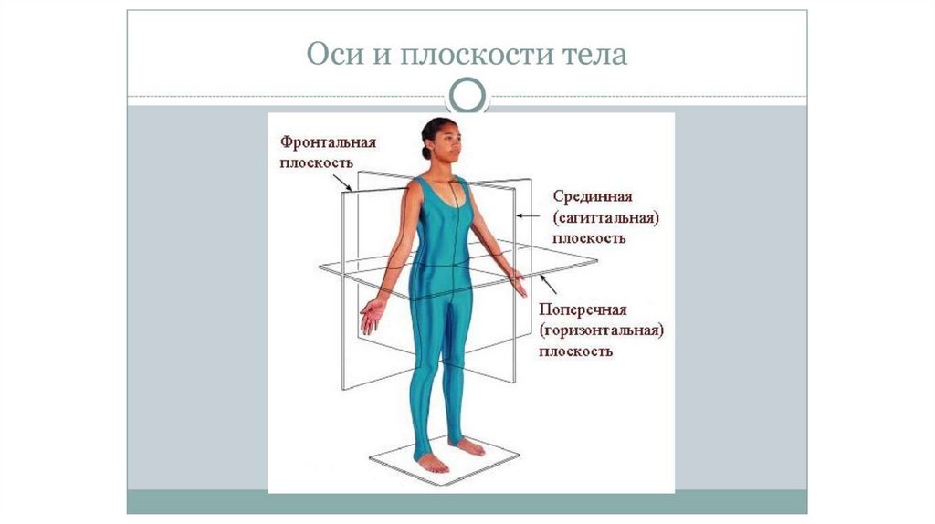 Основные плоскости тела