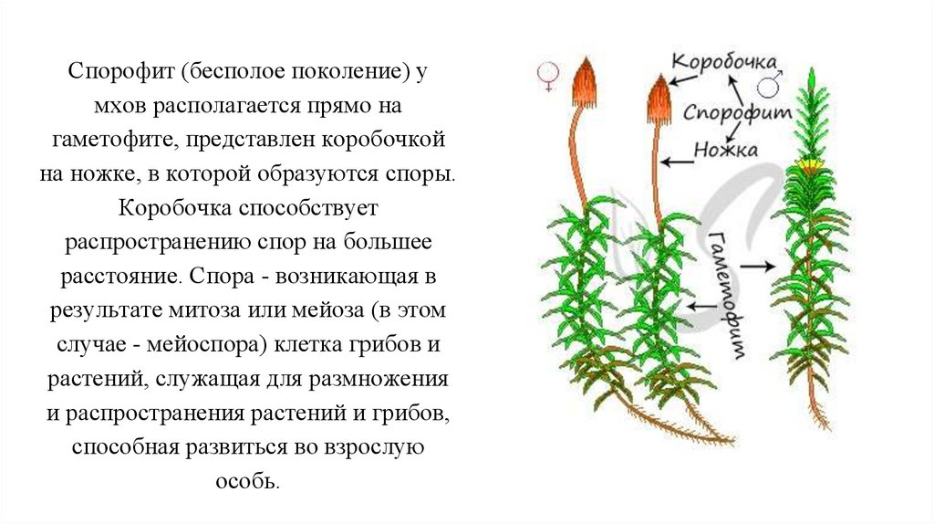 Половое поколение мхов представлено