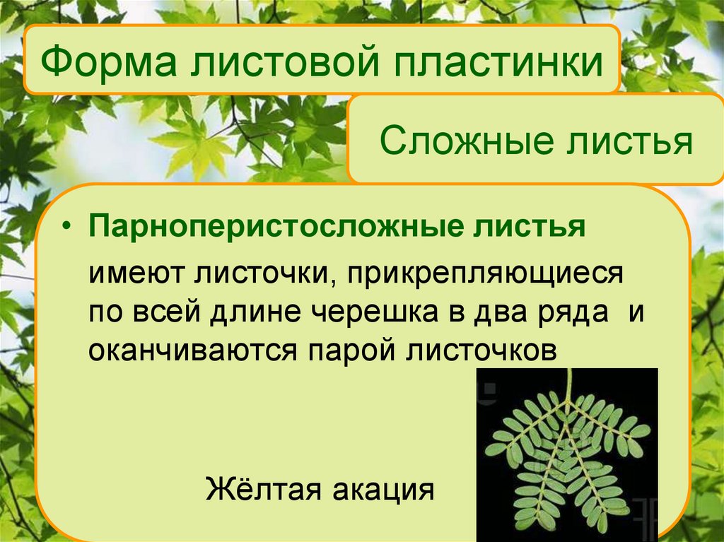 Лист презентация 6 класс биология. Строение листа акации. Строение листа парноперистосложные. Лист акации строение листа. Внешнее строение листа акации желтой.