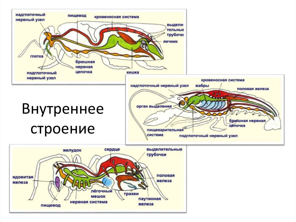 Эра членистоногих. Внутреннее строение крота. Внутреннее строение кенгуру. Внутреннее строение планшета. Лангуст внутреннее строение.