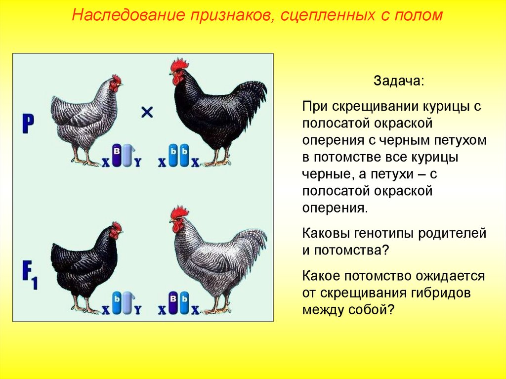 При скрещивании черного. Сцепленное наследование у кур. Наследование сцепленное с полом у кур. Генетика пола у птиц. Наследование признаков сцепленных с полом курицы.