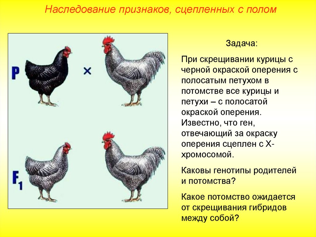 Как определить кур. Внешний вид курицы. Скрещивание петуха и курицы. Породы кур яичного направления. Отличие петуха от курицы.