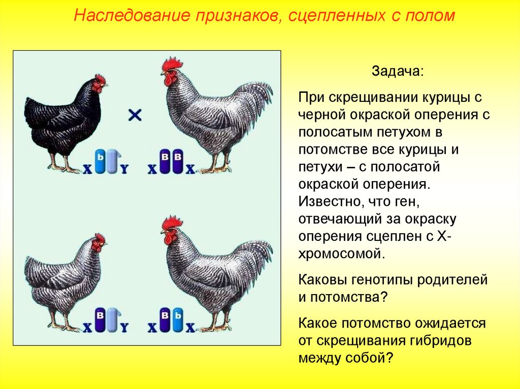 Как отличить петуха от курицы в месяц. КСК отлечить питуха от курицы. Как отличить петуха от курицы. Отличить курицу от петуха. Как отличить петуха от курии.
