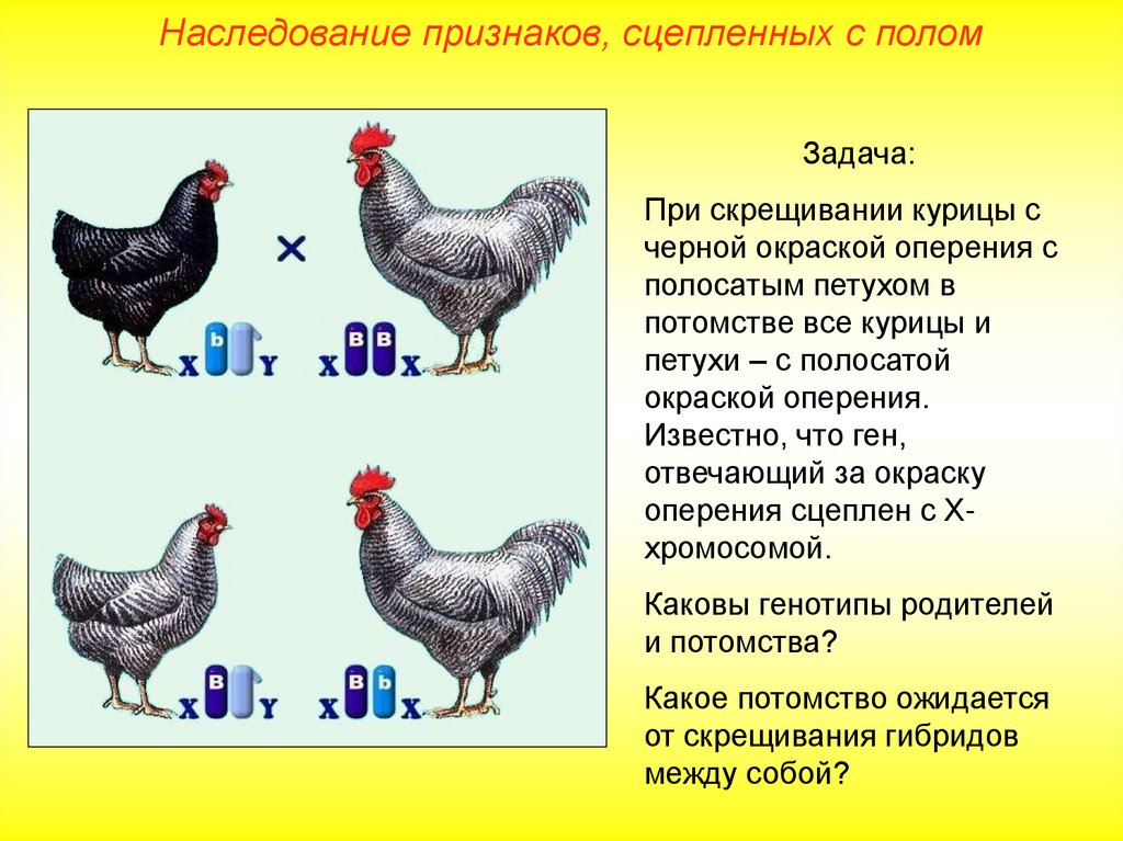 Как распознать куриц. КСК отлечить питуха от курицы. Как отличить петуха от курицы. Отличить курицу от петуха. Как отличить петуха от курии.