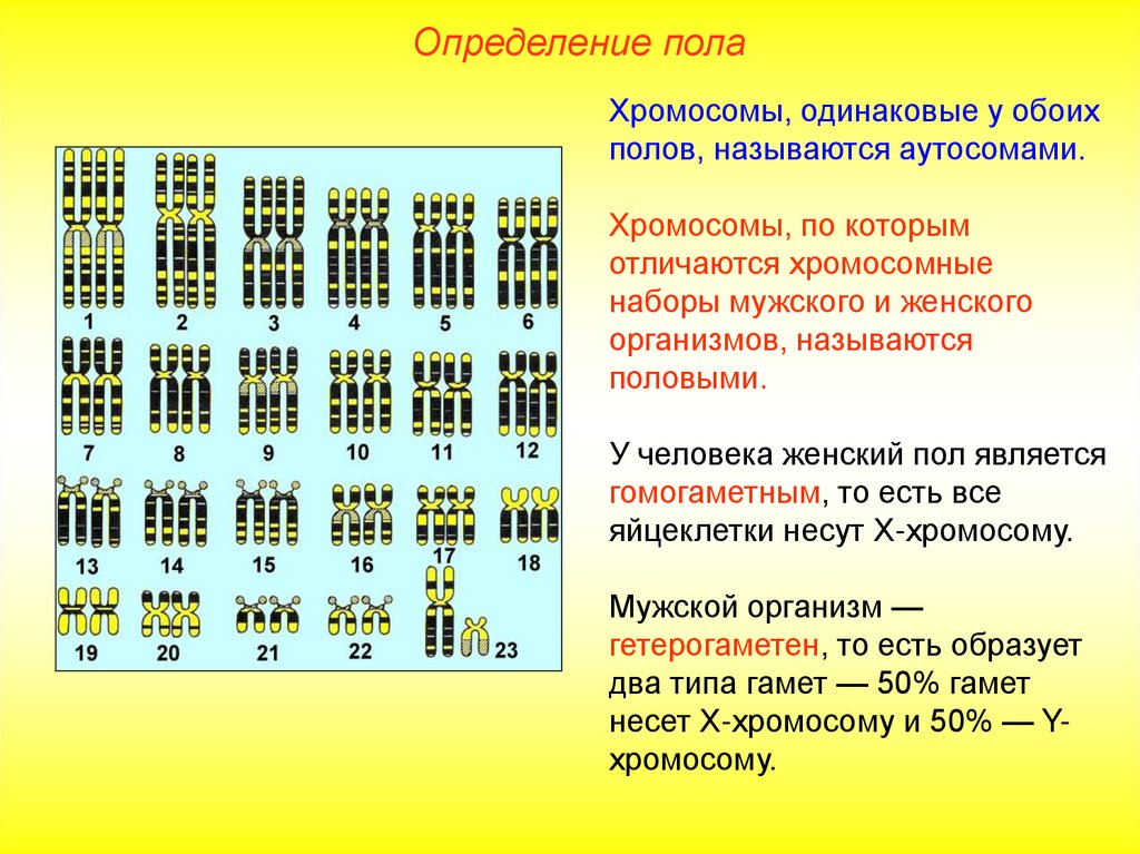 Хромосомы отвечающие за пол. Генетика пола презентация. Размер хромосомы человека. Генетика пола у растений. Тип определения пола у двудомных растений.