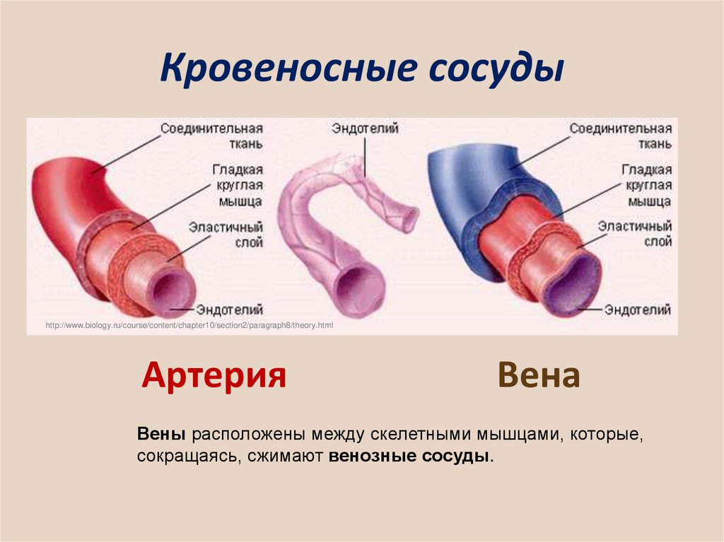 Сосуды вид ткани