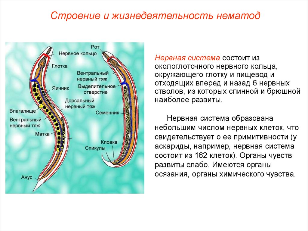 Дайте характеристику круглые черви. Строение круглого червя в разрезе.